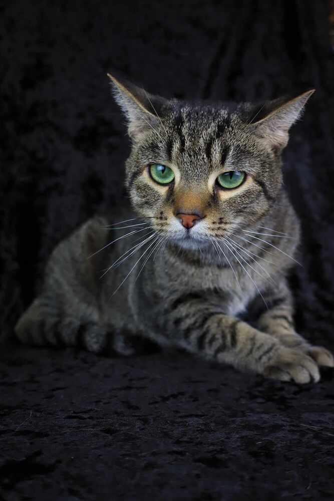 Enlarge Dave, a Adoptable Domestic Short Hair in Lewisburg, TN image 6/6