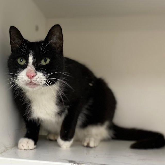 Enlarge Topper, a Adoptable mixed breed in Philadelphia, PA image 3/6