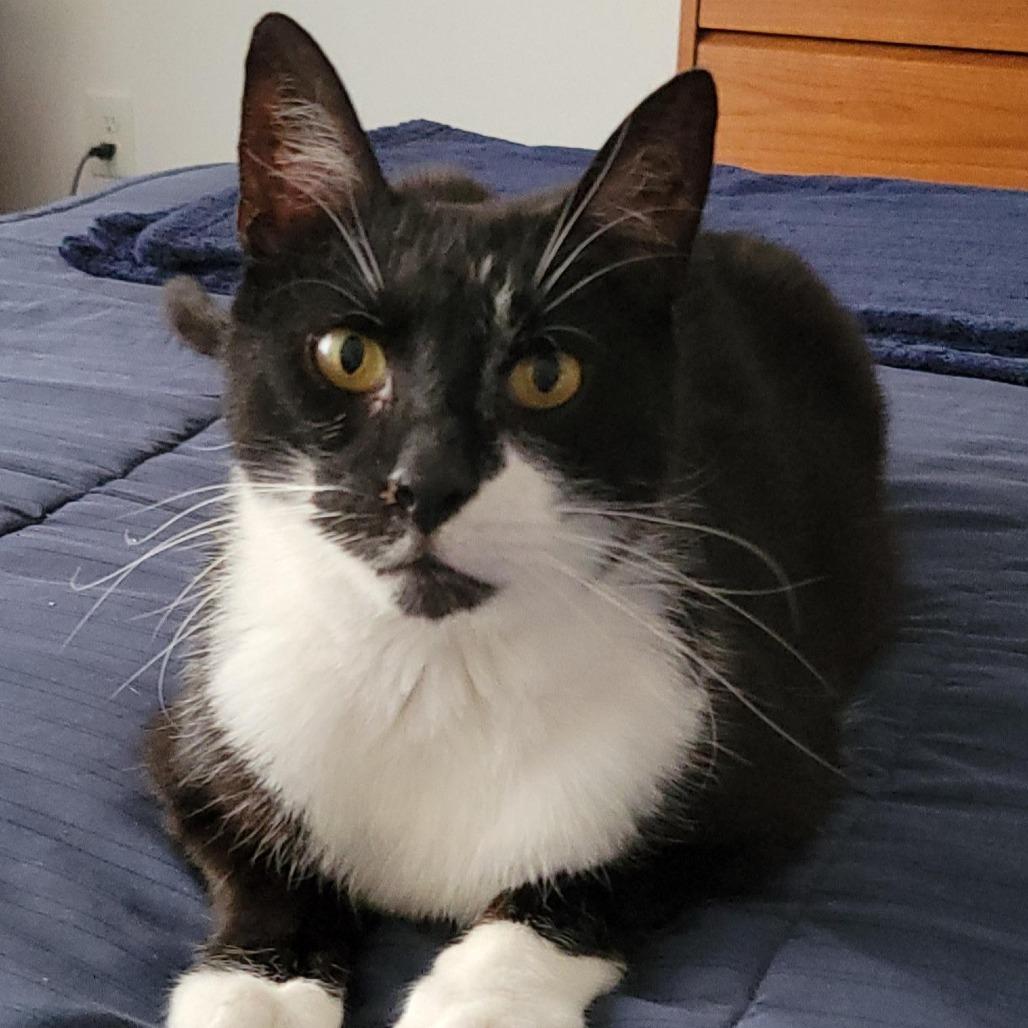 Enlarge Topper, a Adoptable mixed breed in Philadelphia, PA image 3/6