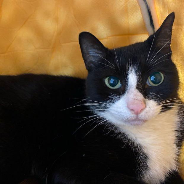 Enlarge Topper, a Adoptable mixed breed in Philadelphia, PA image 4/6