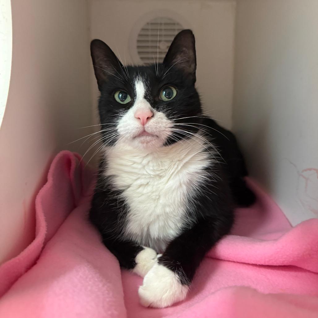 Enlarge Topper, a Adoptable mixed breed in Philadelphia, PA image 5/6