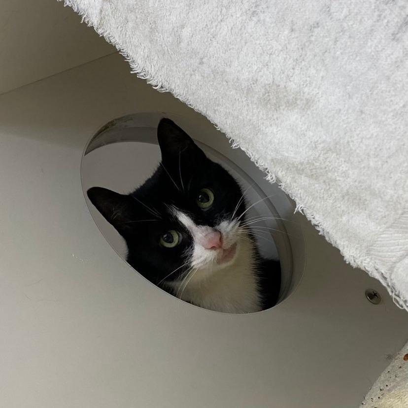 Enlarge Topper, a Adoptable mixed breed in Philadelphia, PA image 6/6