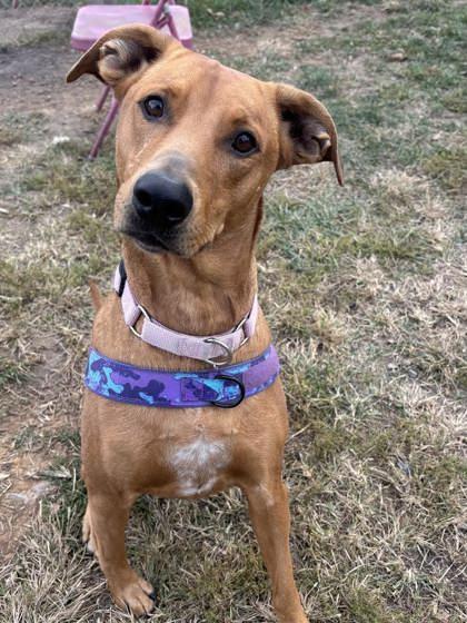Ginger, Adoptable, Adult Female Mixed Breed & Mixed Breed.