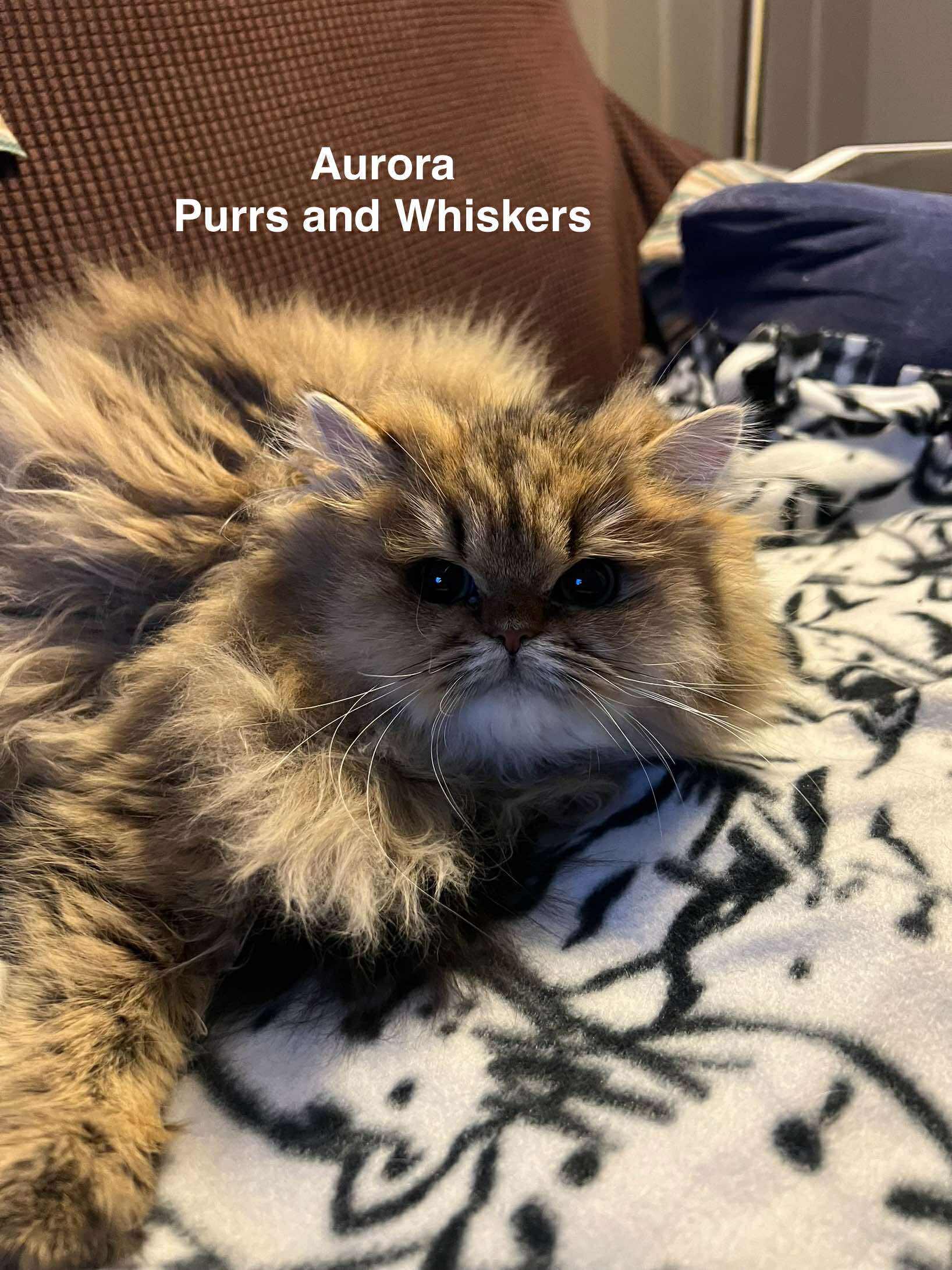 Enlarge Aurora, an adopted Domestic Long Hair in New Hartford, NY image 1/1