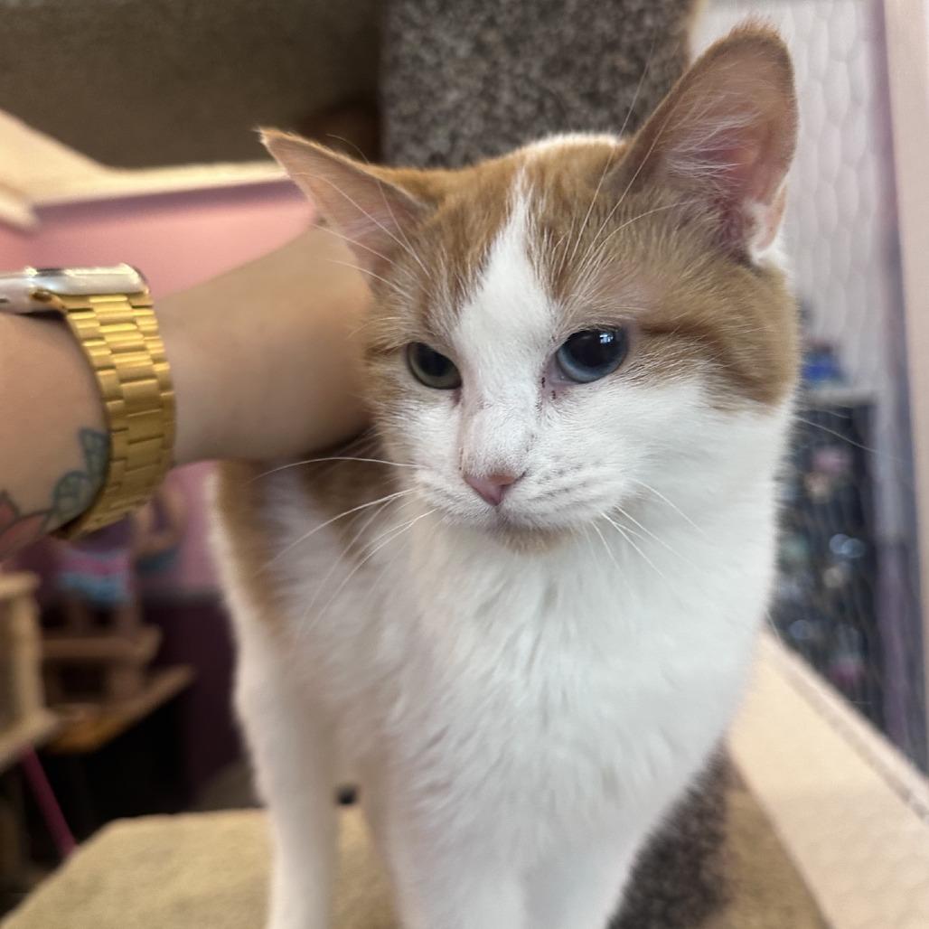 Lady PawPaw, Adoptable, Young Female Domestic Short Hair.