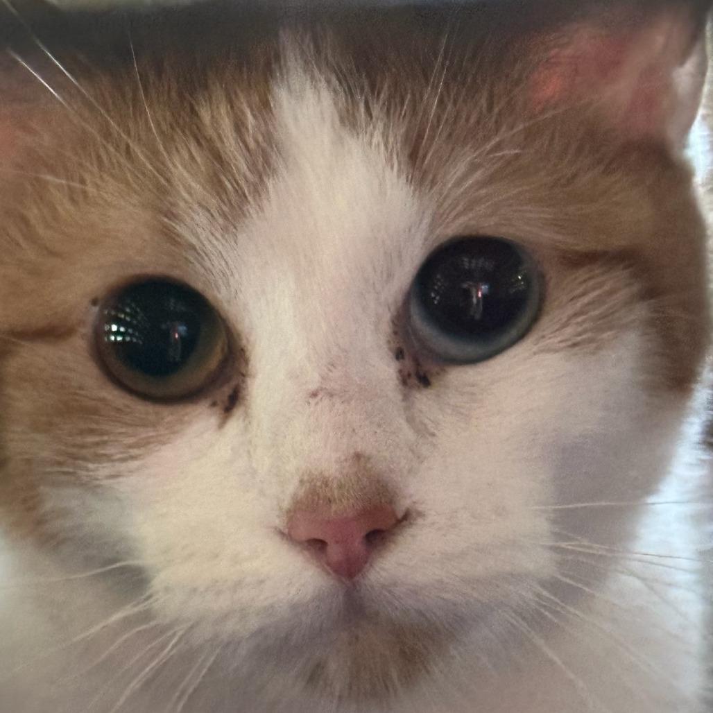 Lady PawPaw, Adoptable, Young Female Domestic Short Hair.