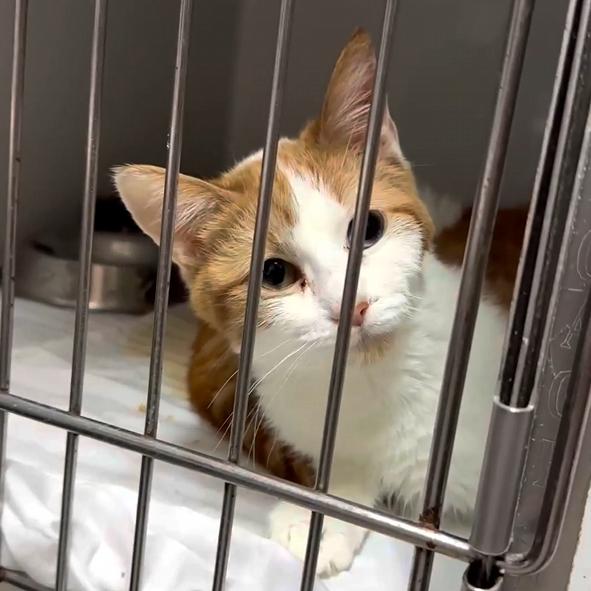 Lady PawPaw, a Adoptable Domestic Short Hair in Branson, MO image 2/4