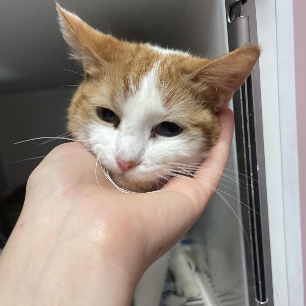 Lady PawPaw, a Adoptable Domestic Short Hair in Branson, MO image 3/4