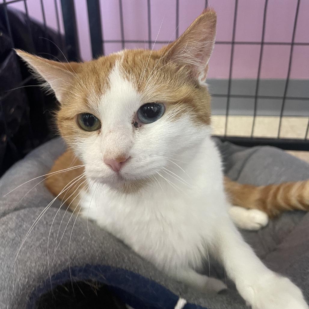 Enlarge Lady PawPaw, a Adoptable Domestic Short Hair in Branson, MO image 5/6
