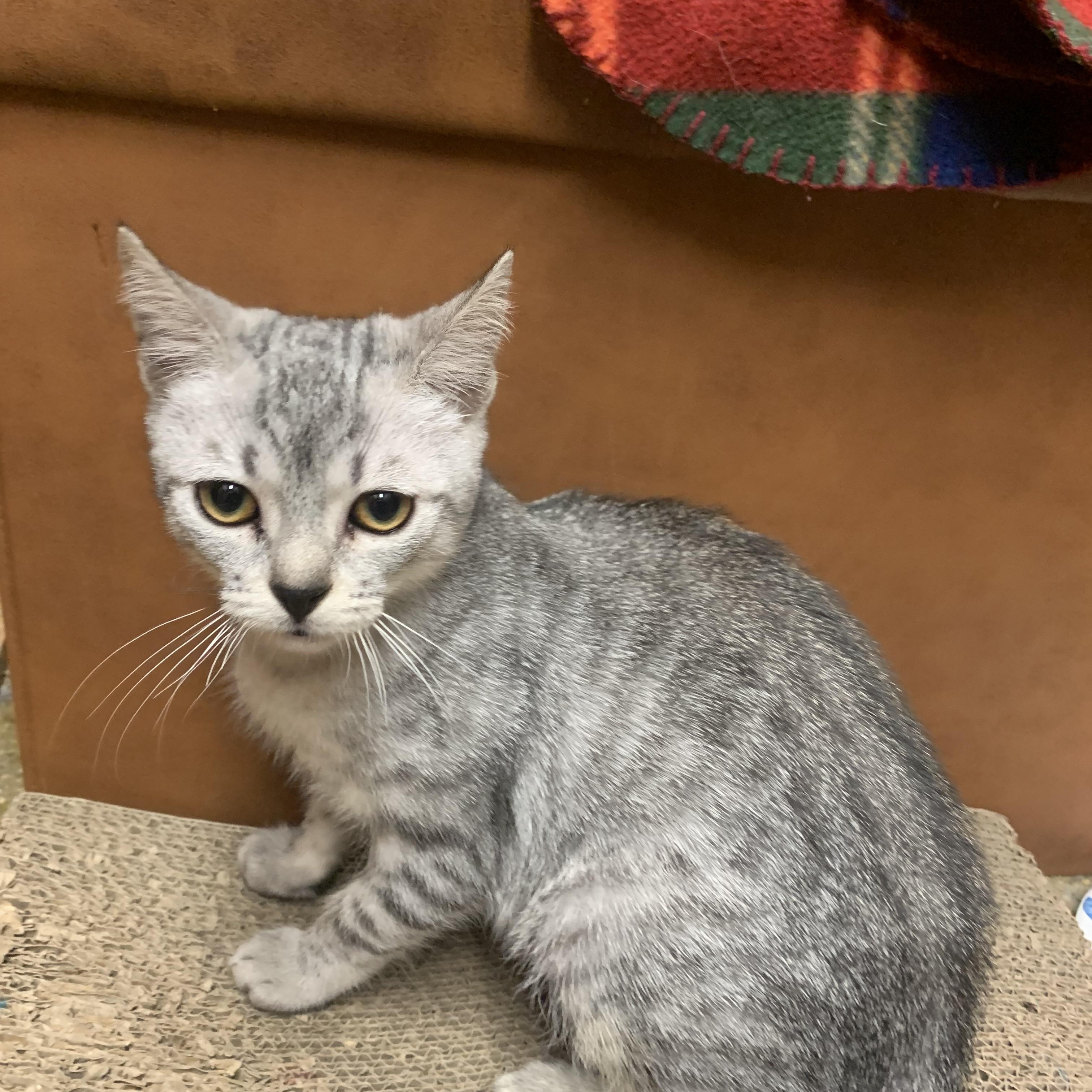 Cupcake, Adoptable, Kitten Female Domestic Short Hair.