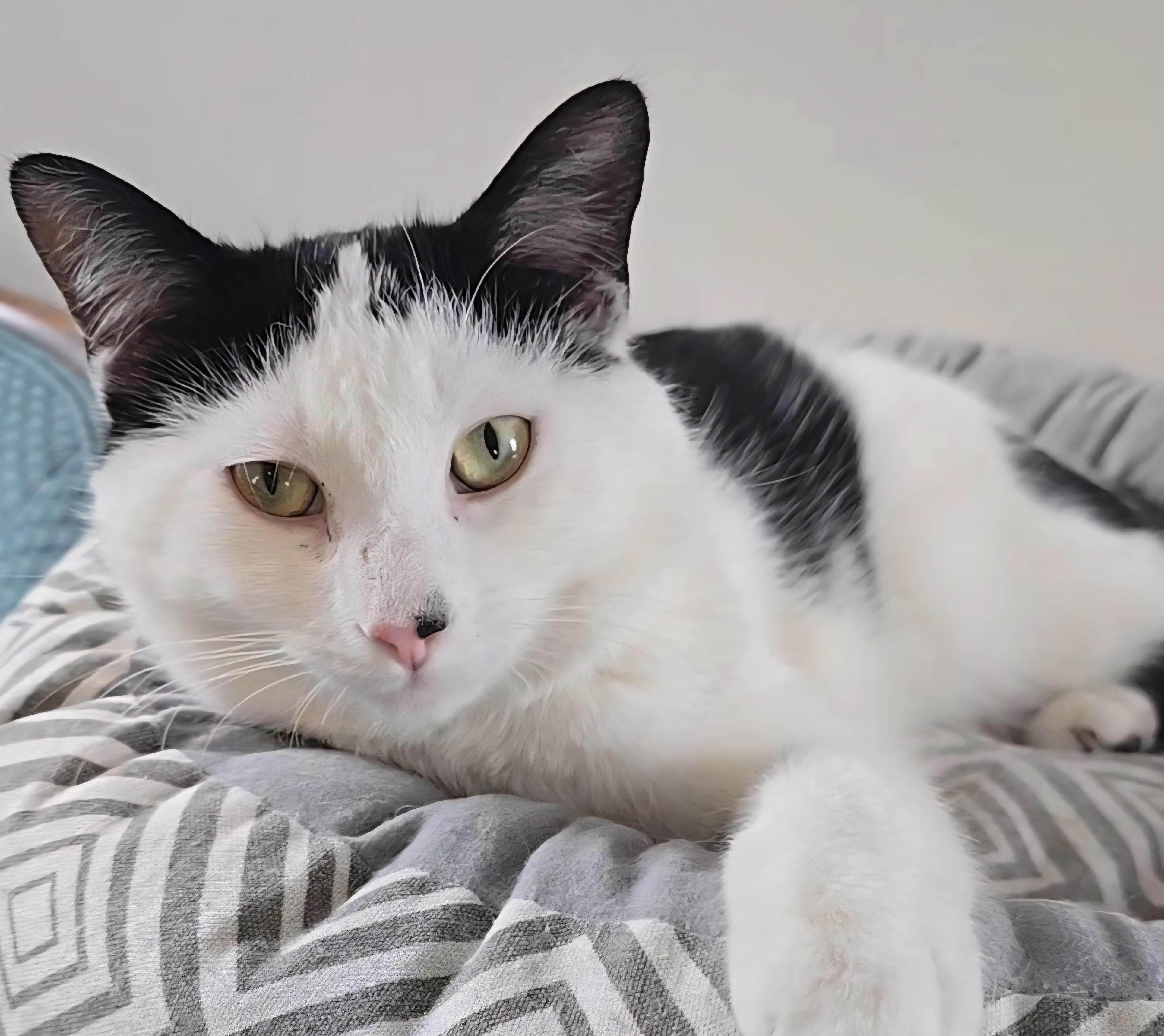 Stanley, ADOPTABLE, Adult Male Domestic Short Hair.