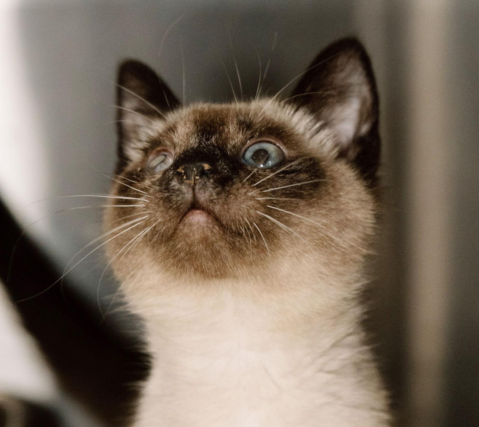 Enlarge Kitten Badger, a Adoptable Siamese in Cuyahoga Falls, OH image 1/3