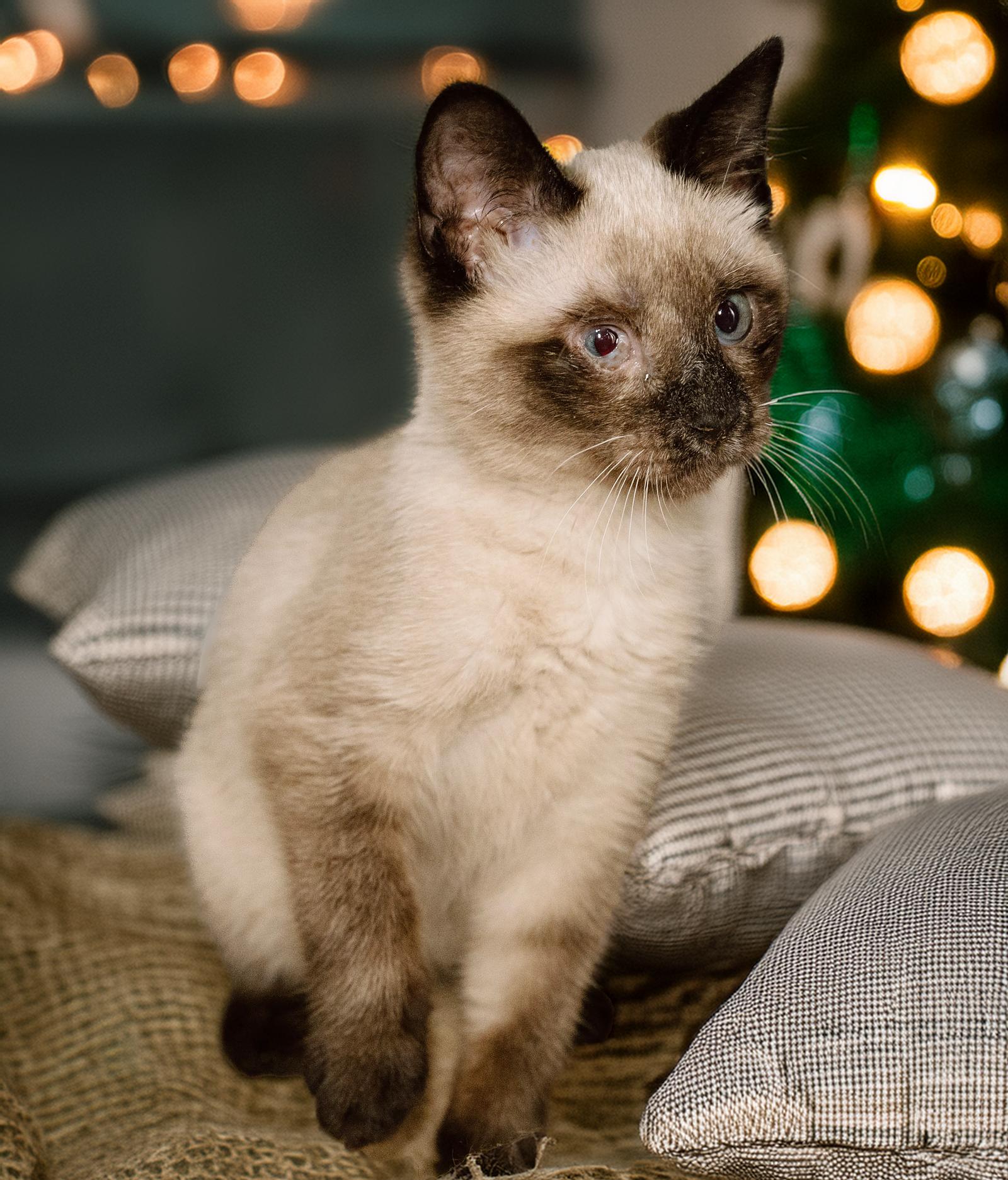 Enlarge Kitten Badger, a Adoptable Siamese in Cuyahoga Falls, OH image 2/3