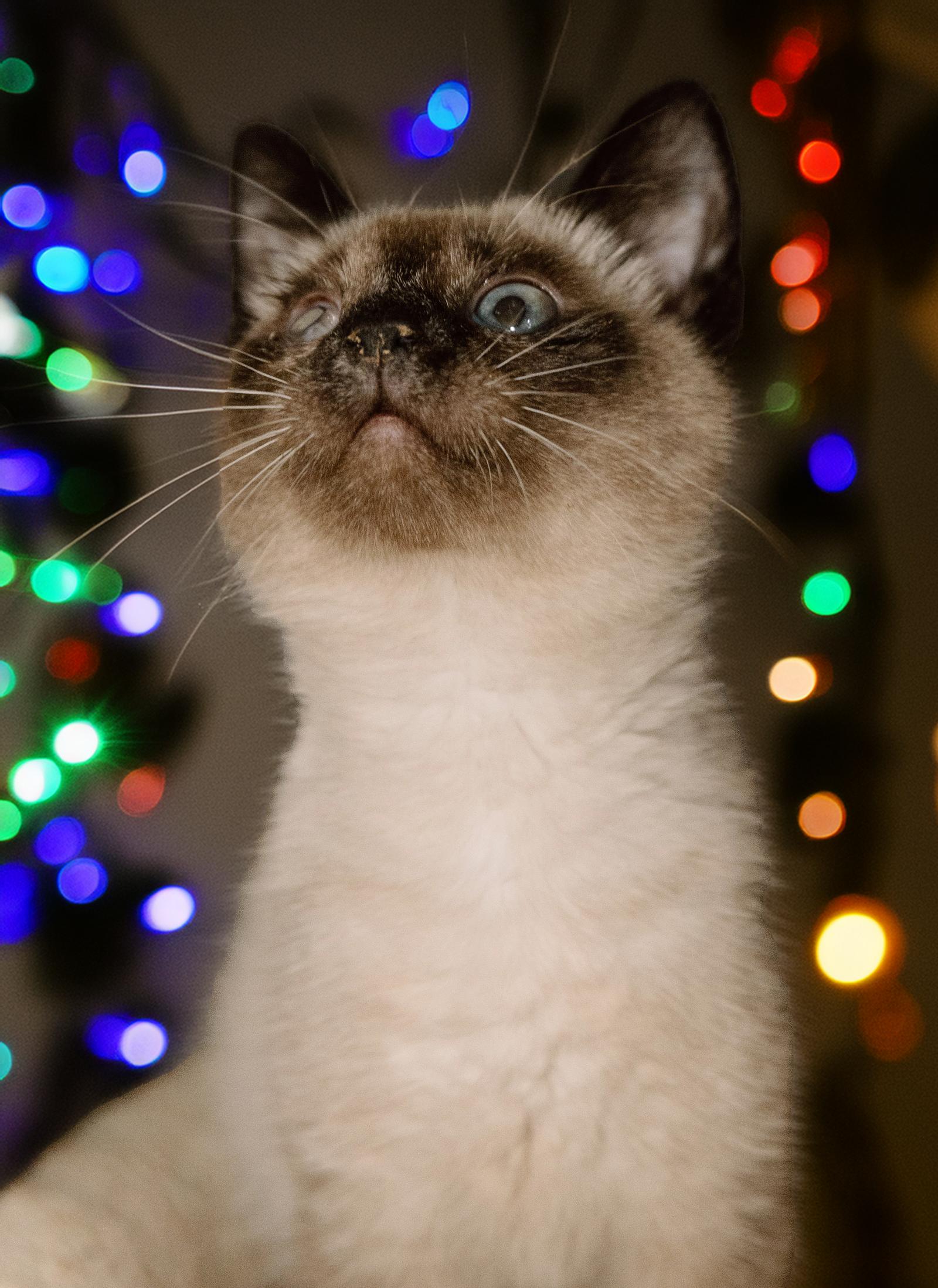 Enlarge Kitten Badger, a Adoptable Siamese in Cuyahoga Falls, OH image 3/3