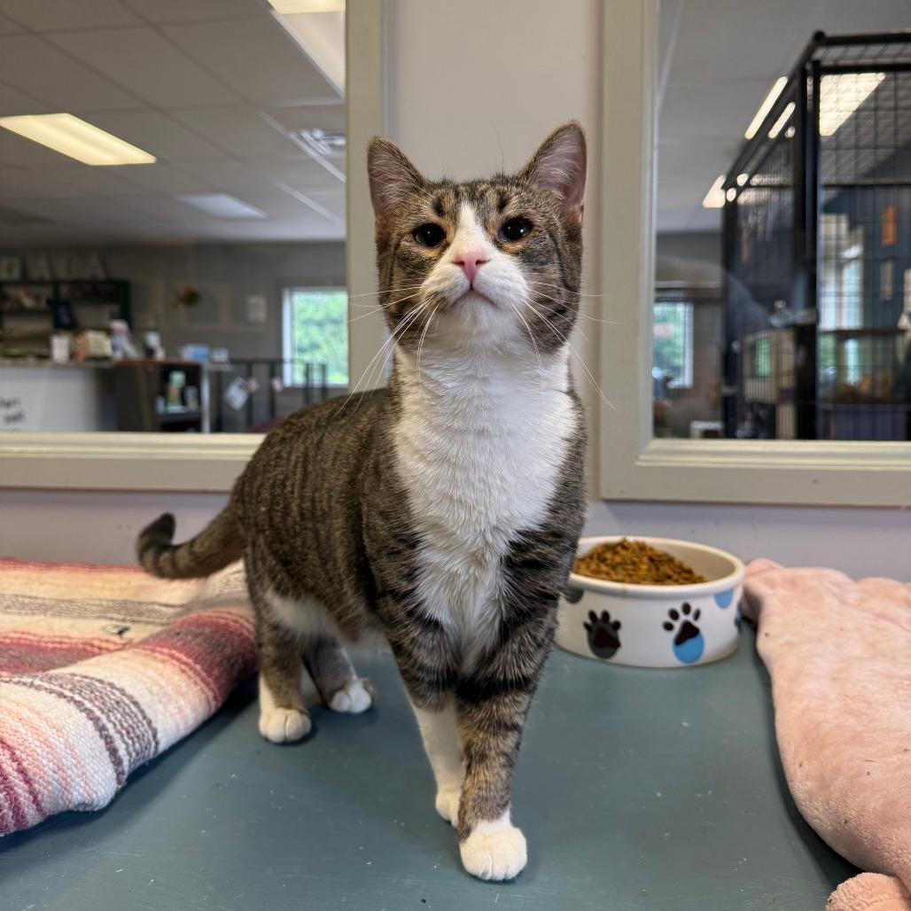 Angelface, Adoptable, Young Female Domestic Short Hair.