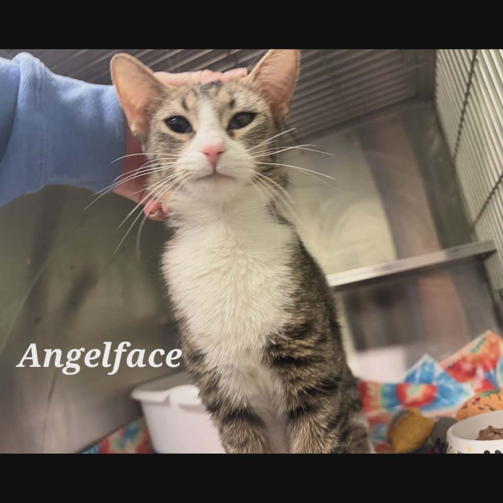Angelface, Adoptable, Young Female Domestic Short Hair.