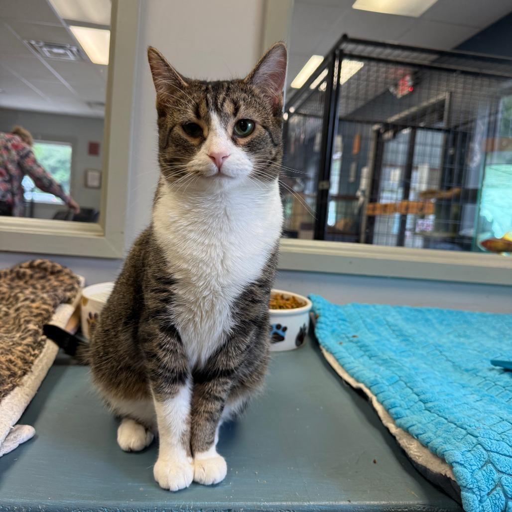 Enlarge Angelface, a Adoptable Domestic Short Hair in Richmond, IN image 2/2