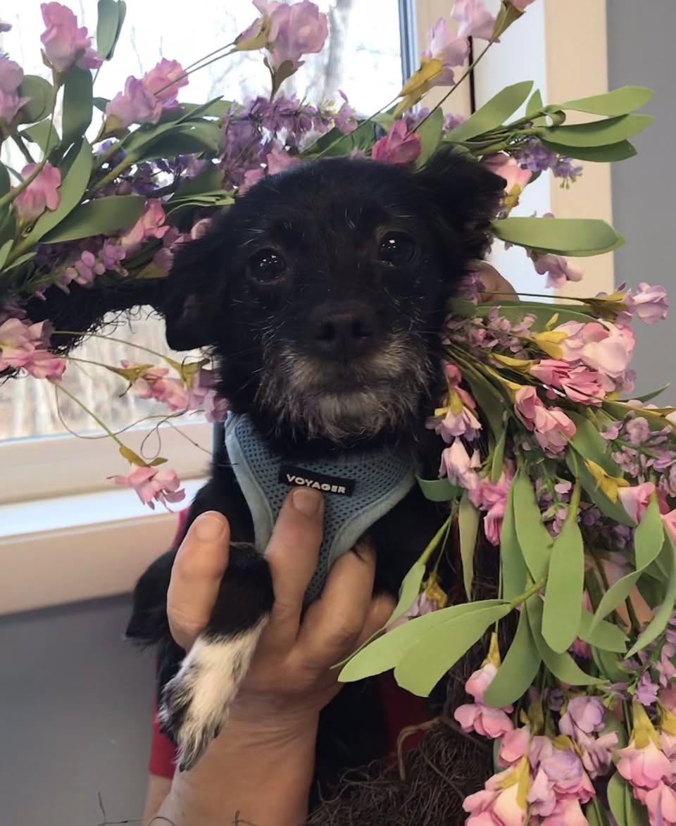 Twiglet, ADOPTABLE, Adult Female Mixed Breed.