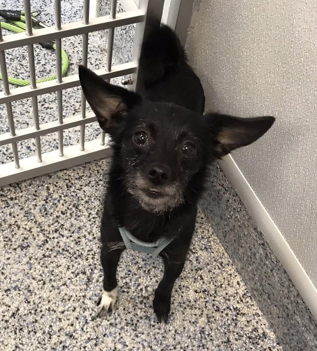 Enlarge Twiglet, a ADOPTABLE Mixed Breed in Milton, MA image 3/3