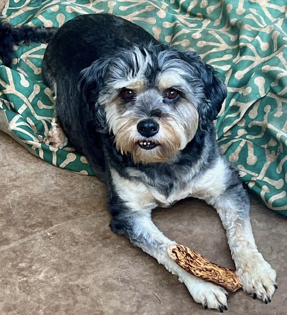 Tibet Terrier - Pudel Mix Espelkamp Dog for adoption - lizzie, a Tibetan Terrier & Poodle Mix in carlisle