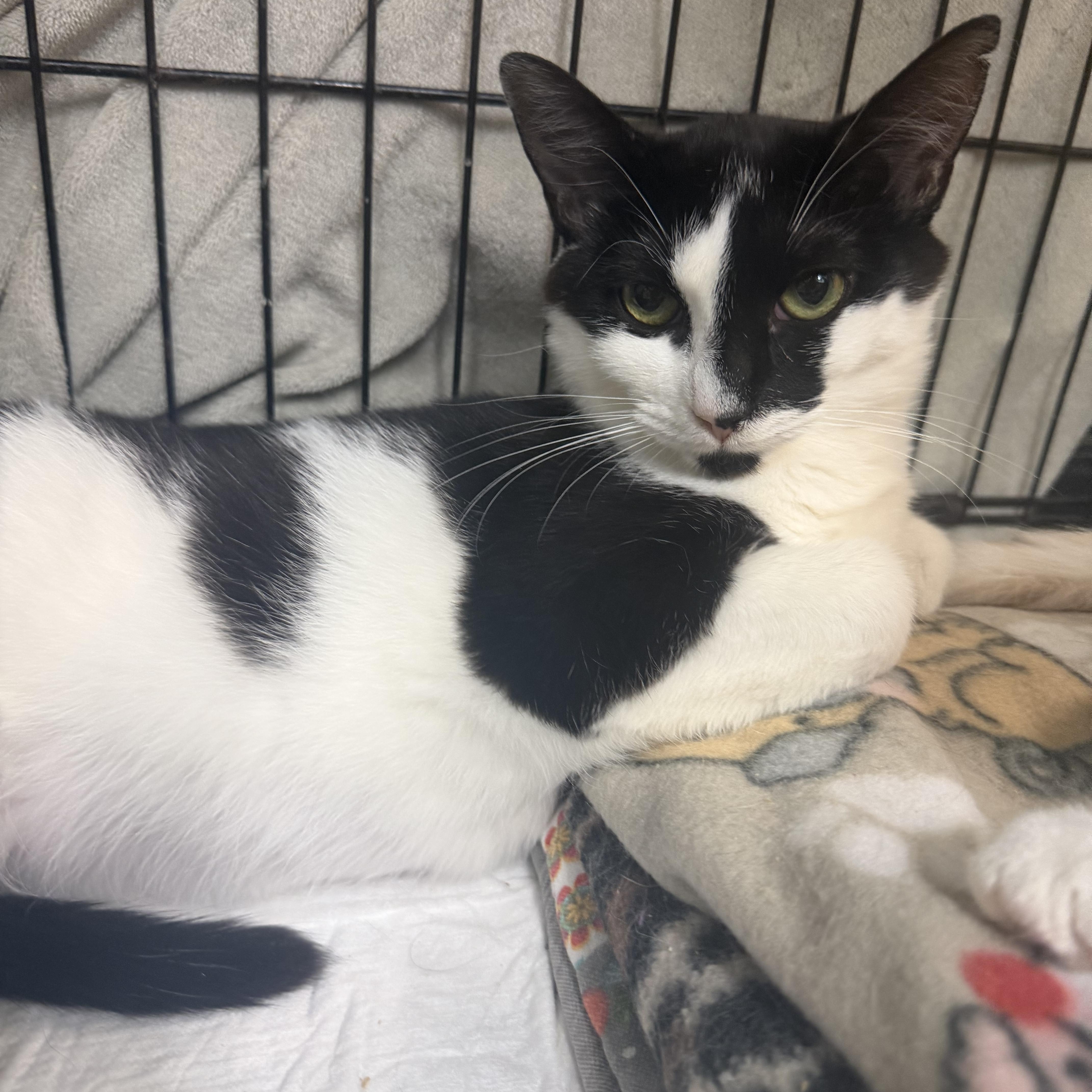 Payton, adopted, Young Female Domestic Short Hair.