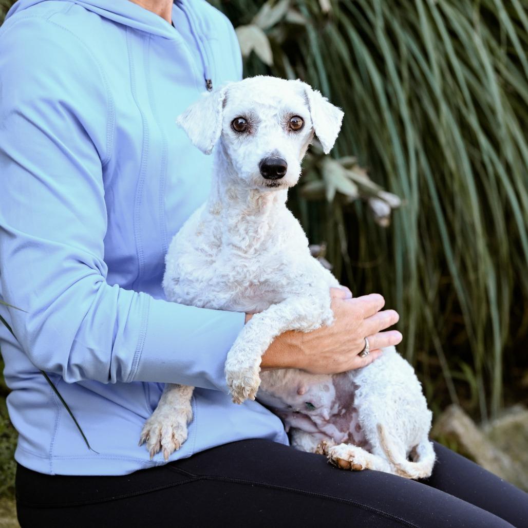 Enlarge Sky, an adoptable Bichon Frise in Chester Springs, PA image 1/4