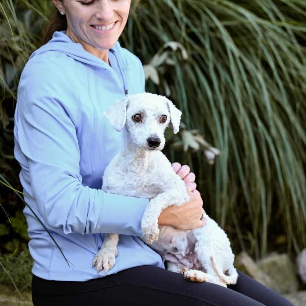 Enlarge Sky, an adoptable Bichon Frise in Chester Springs, PA image 2/4