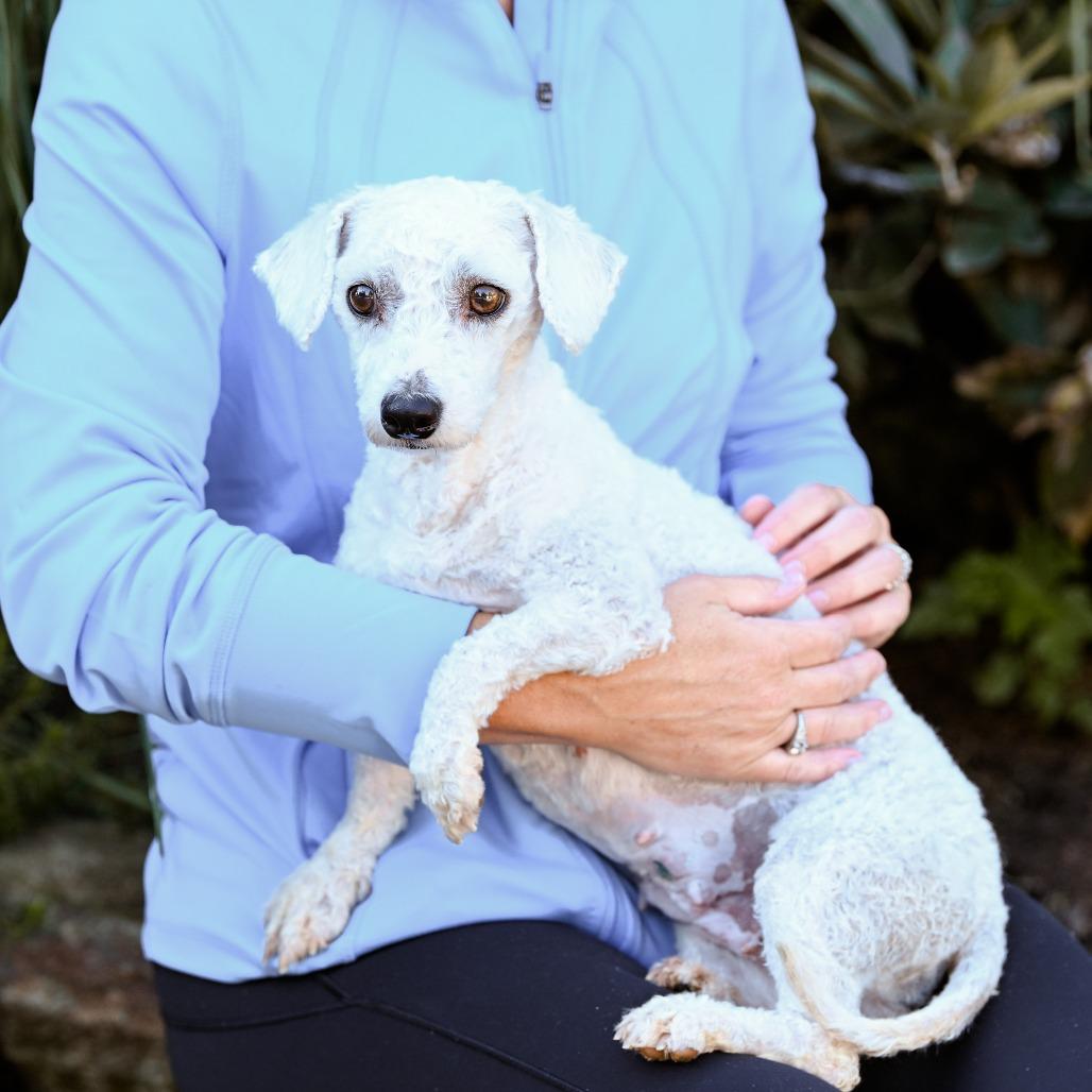 Enlarge Sky, an adoptable Bichon Frise in Chester Springs, PA image 3/4