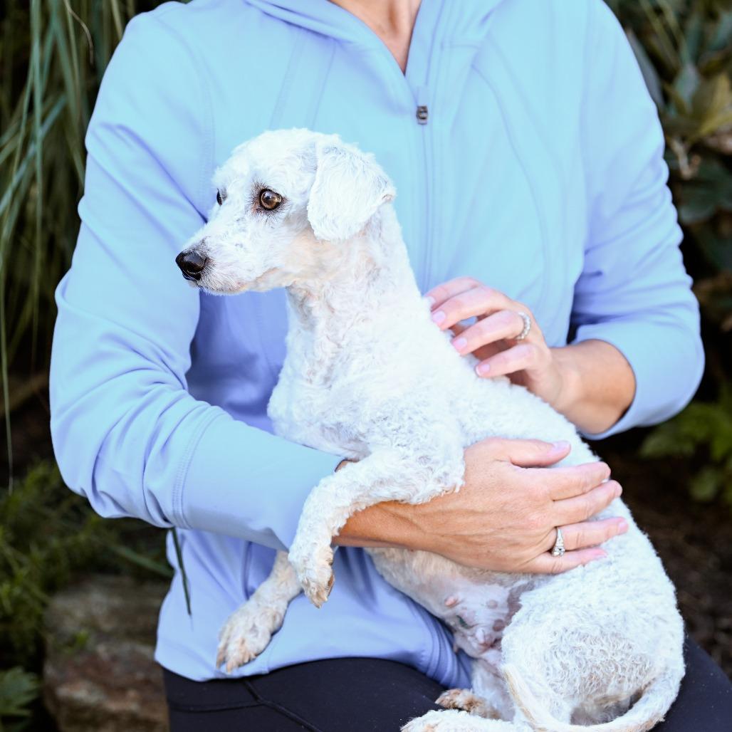 Enlarge Sky, an adoptable Bichon Frise in Chester Springs, PA image 4/4