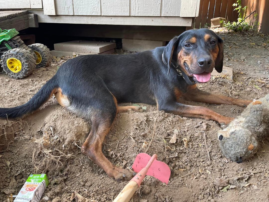 Bandit, Adopted, Young Male Coonhound & Doberman Pinscher.