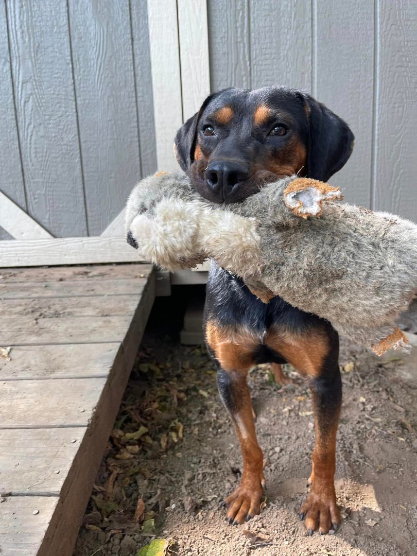 Enlarge Bandit, a Adopted mixed breed in Nashville, TN image 2/2