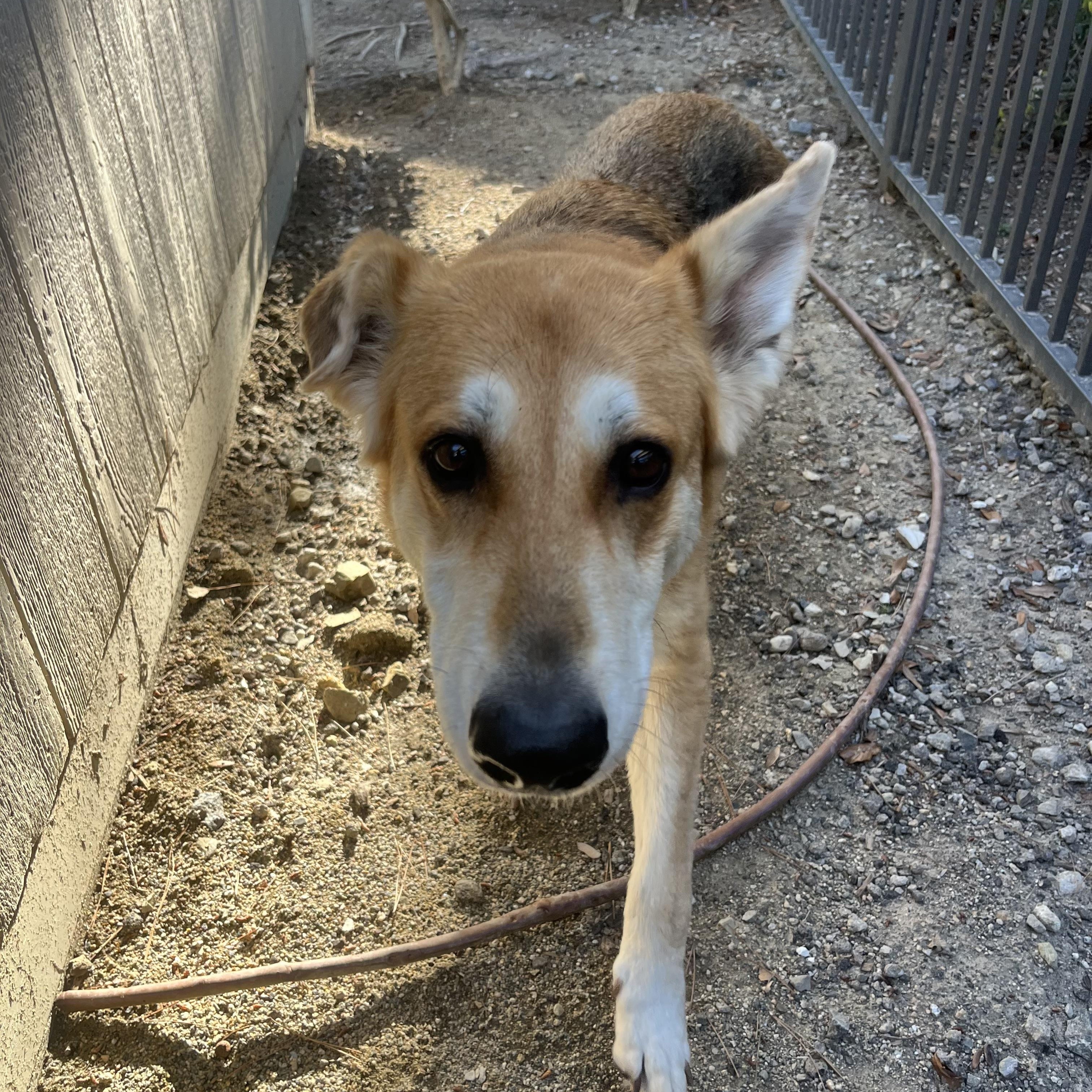 Pandora, a ADOPTABLE mixed breed in Mission Viejo, CA image 2/6
