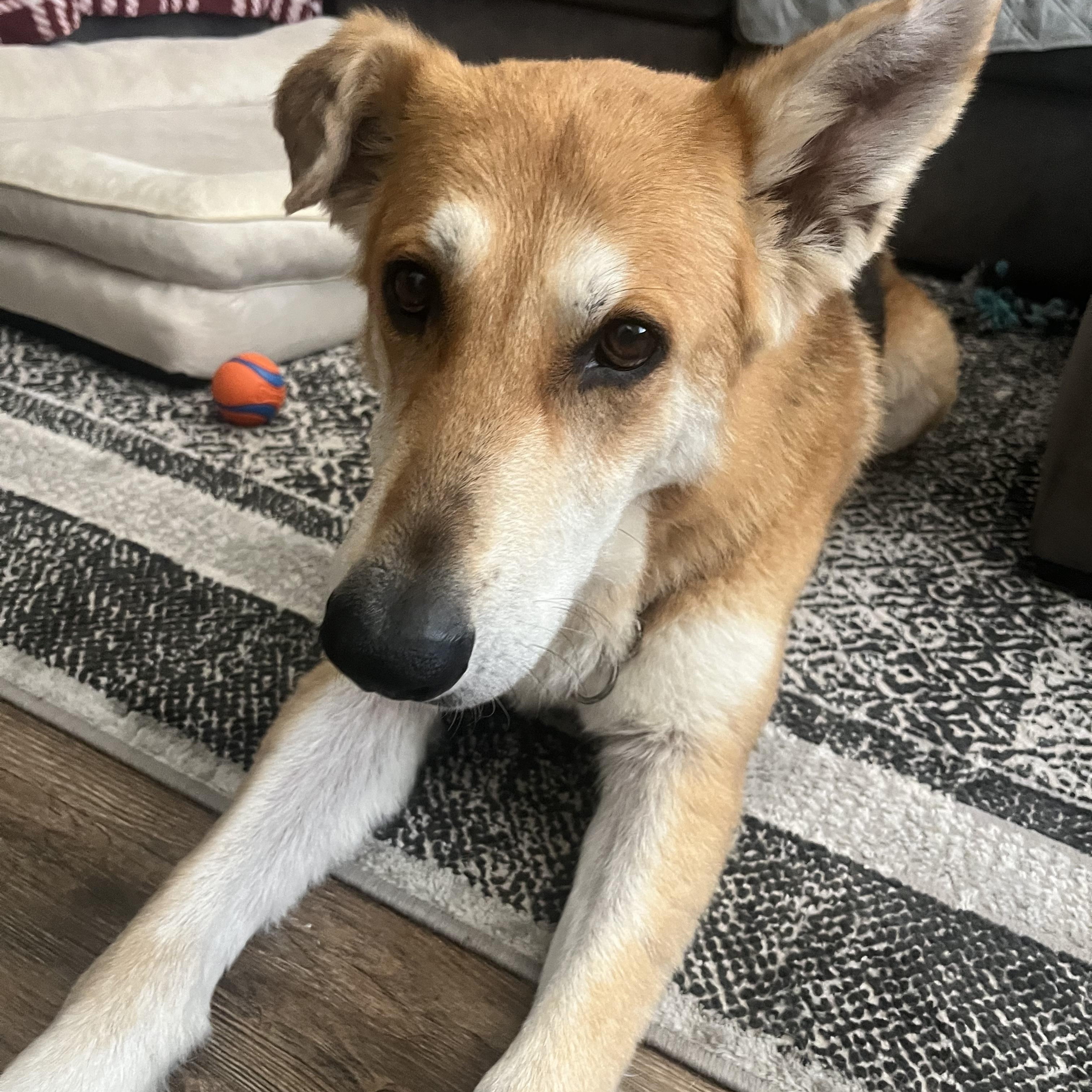 Pandora, a ADOPTABLE mixed breed in Mission Viejo, CA image 1/6