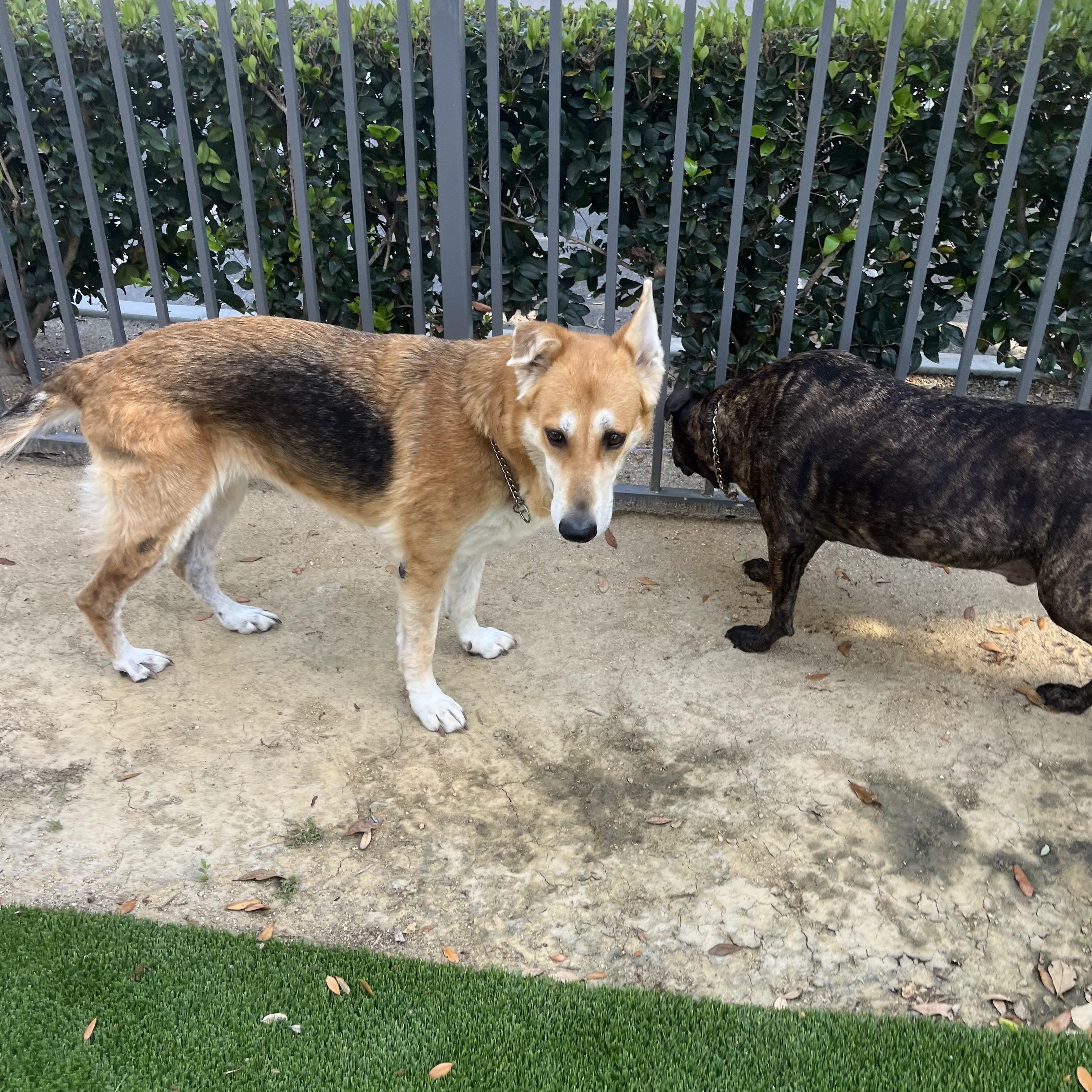 Pandora, a ADOPTABLE mixed breed in Mission Viejo, CA image 4/6
