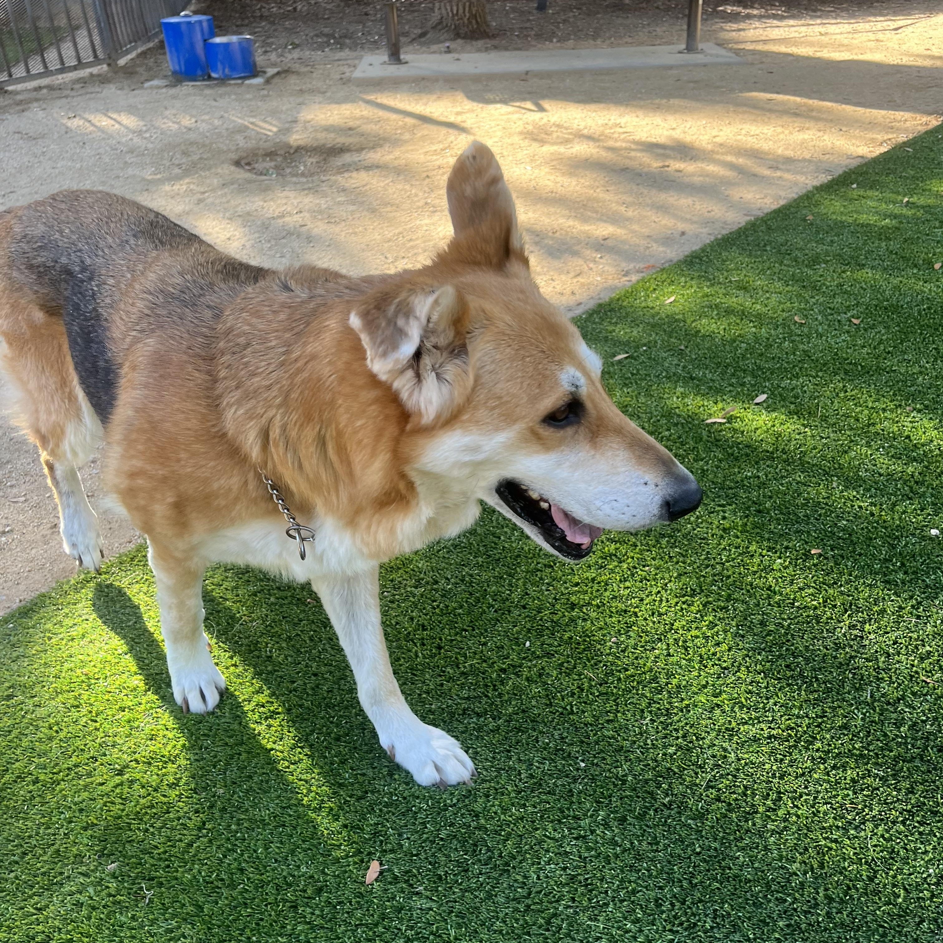 Pandora, a ADOPTABLE mixed breed in Mission Viejo, CA image 5/6