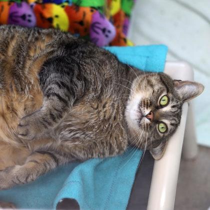 Tobey, Adoptable, Adult Male Domestic Short Hair.