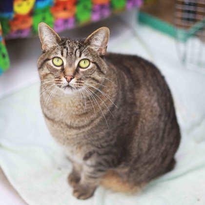 Tobey, a Adoptable mixed breed in Atlanta, GA image 2/2