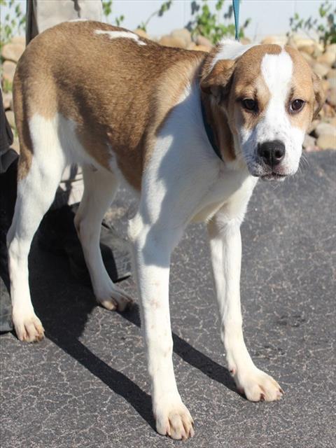 Enlarge COLDEN, a Adoptable mixed breed in Lexington, SC image 1/1