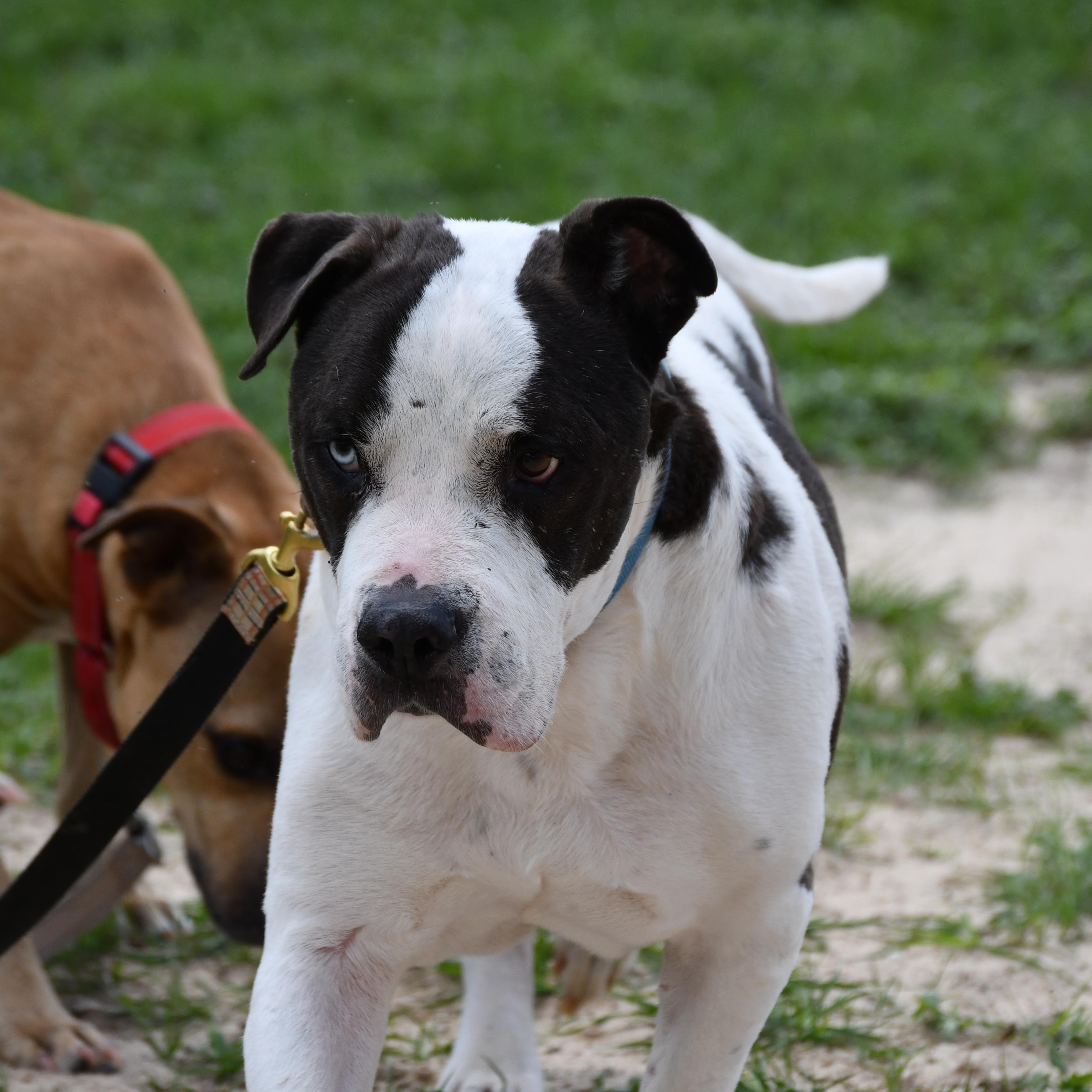 Bruno, a ADOPTABLE Mixed Breed in Defuniak Springs, FL image 2/3