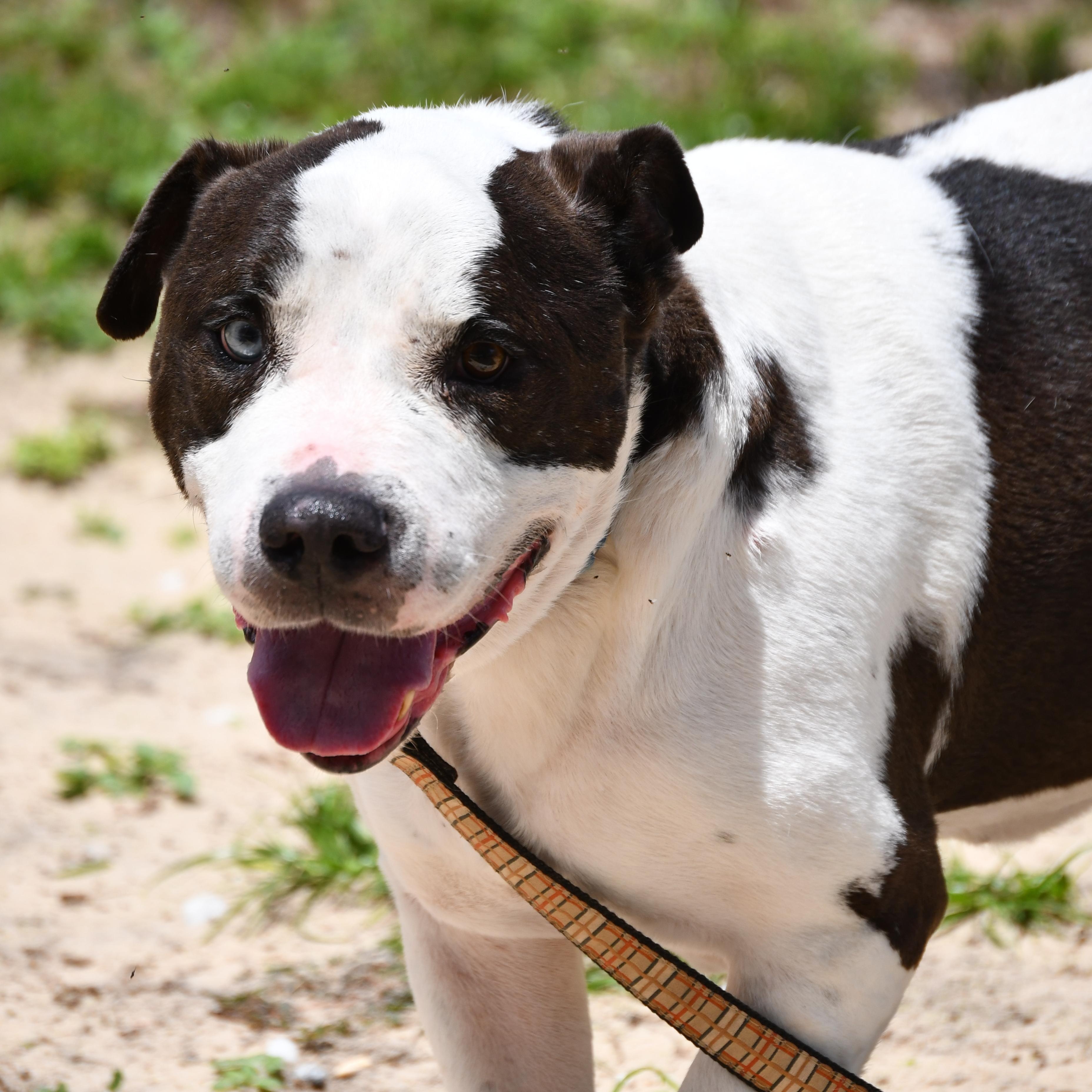 Bruno, ADOPTABLE, Senior Male Mixed Breed.
