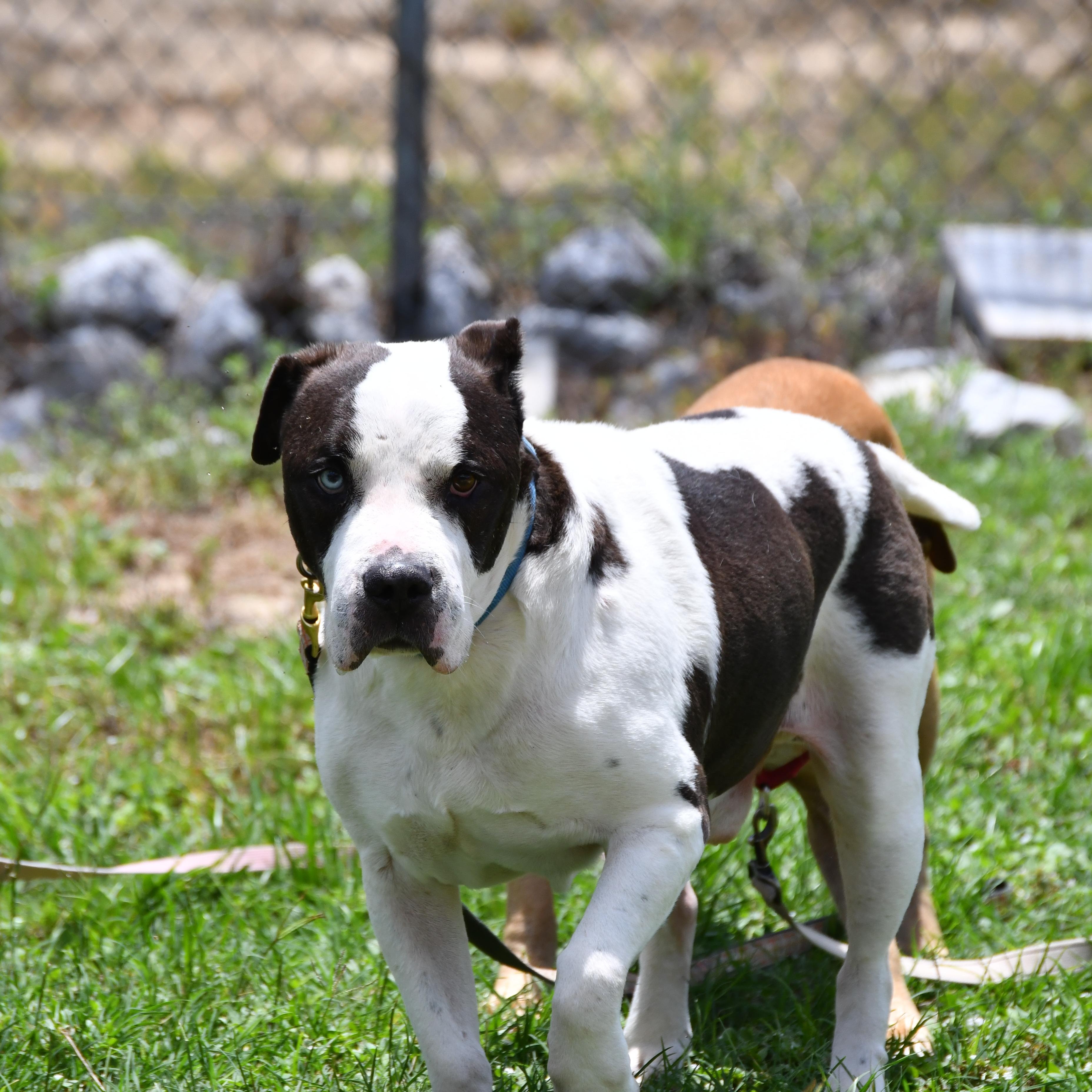 Bruno, a ADOPTABLE Mixed Breed in Defuniak Springs, FL image 3/3