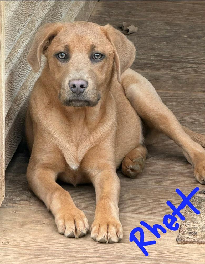 Rhett, Adoptable, Puppy Male Staffordshire Bull Terrier & Rhodesian Ridgeback.
