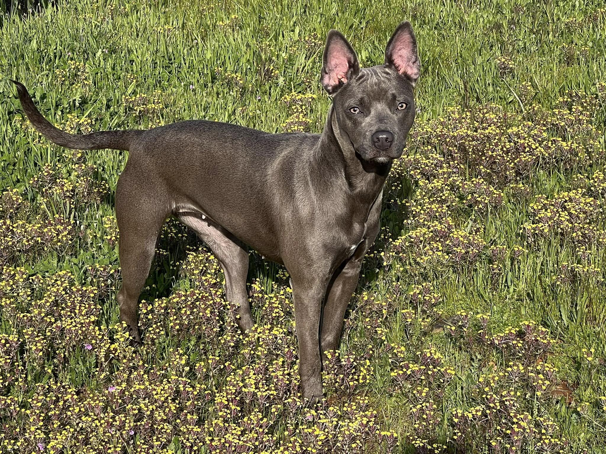 SADIE, Young Female Thai Ridgeback