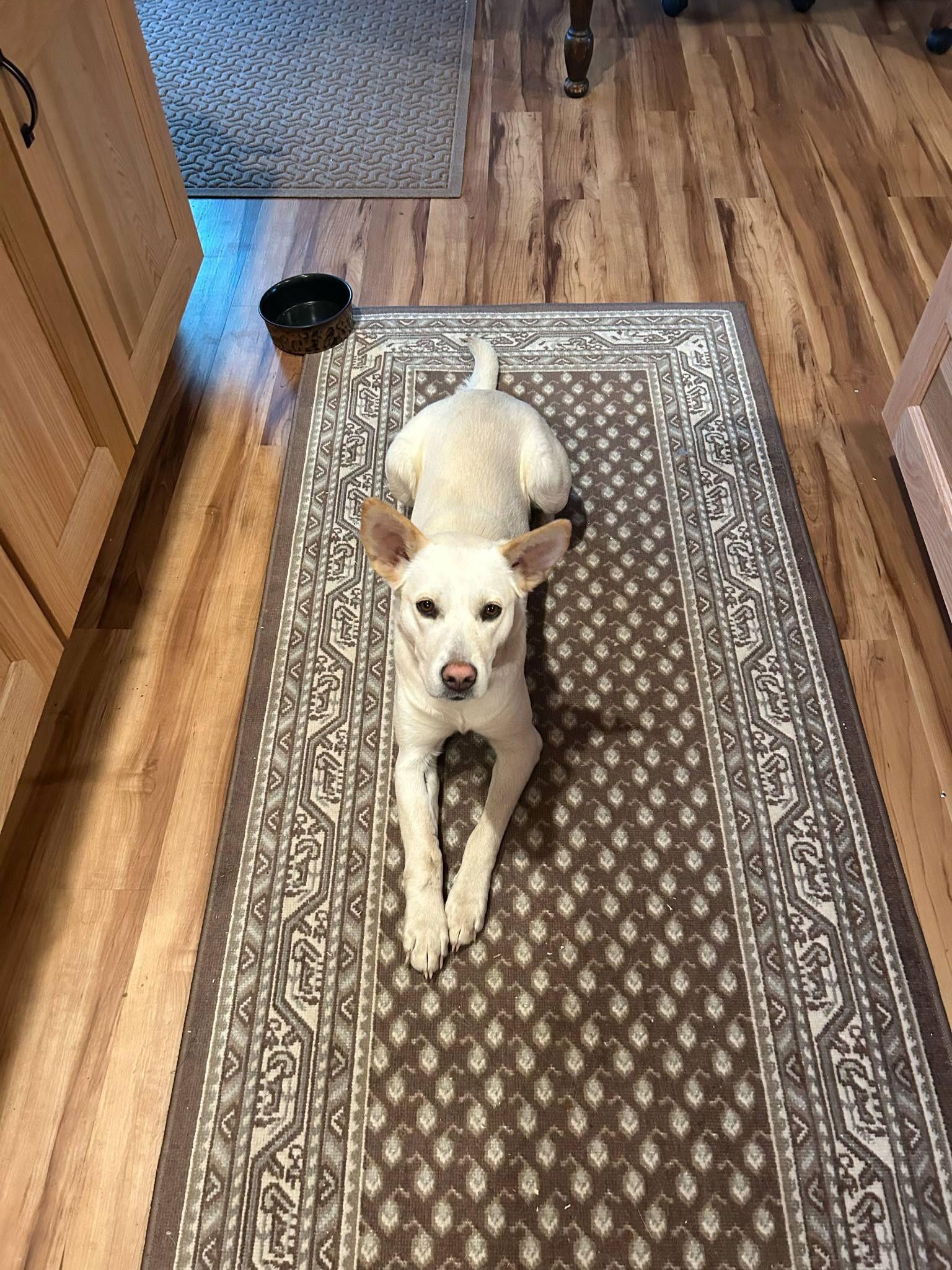 Lonnie, Adoptable, Young Female White German Shepherd.