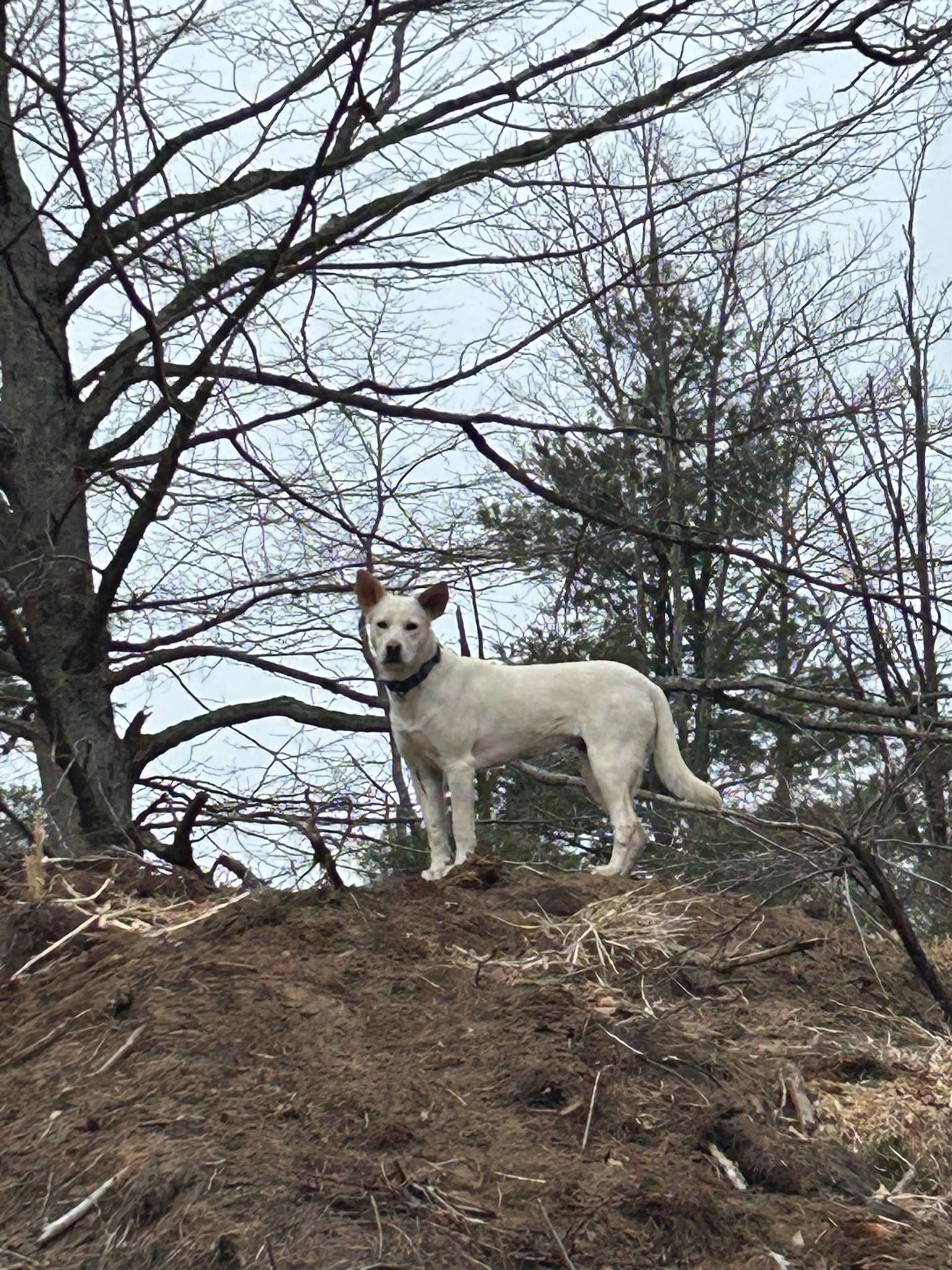 Enlarge Lonnie, a Adoptable White German Shepherd in Mayfield, NY image 3/3