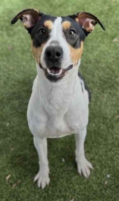 SIENNA, Adoptable, Adult Female Hound & Mixed Breed.