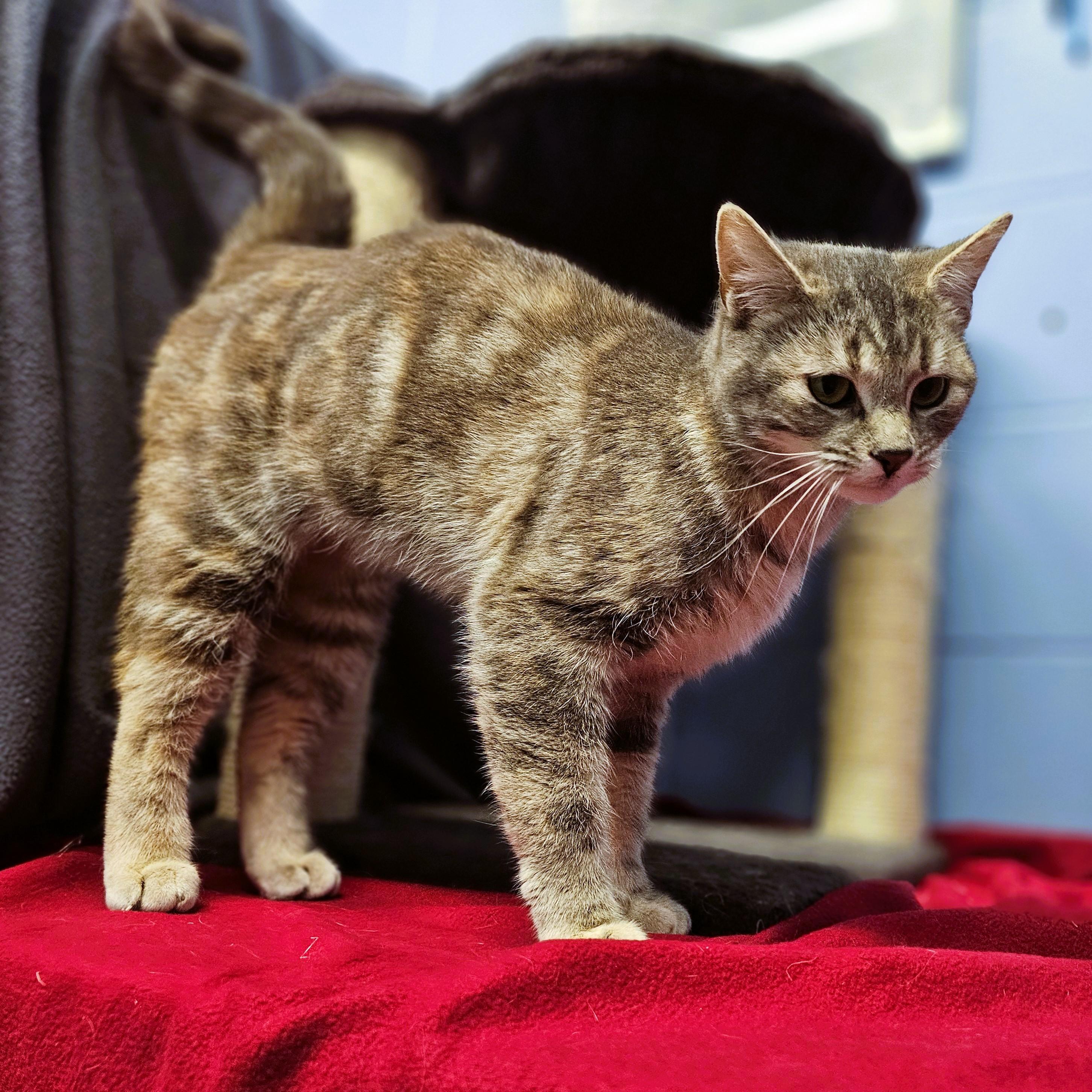 Candy, adopted, Kitten Female Domestic Short Hair.