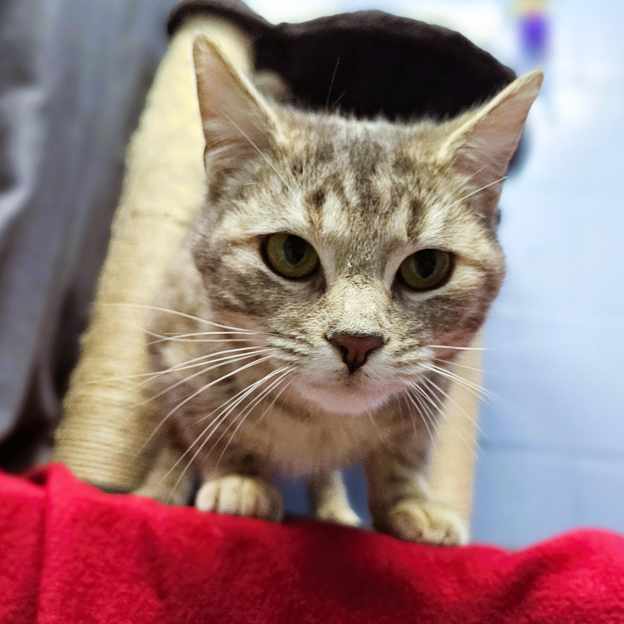 Enlarge Candy, an adopted Domestic Short Hair in Lowell, AR image 4/5