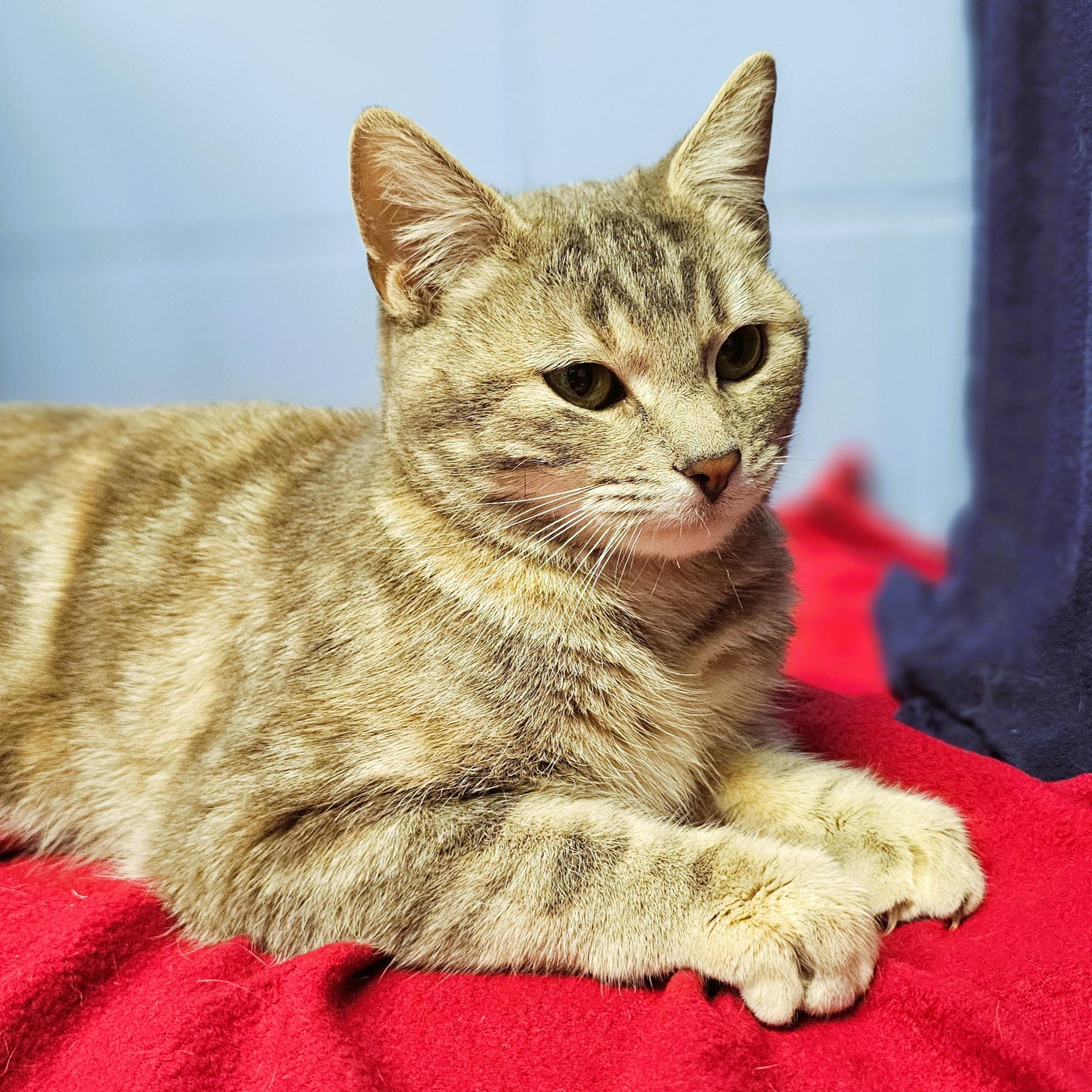 Enlarge Candy, an adopted Domestic Short Hair in Lowell, AR image 2/5