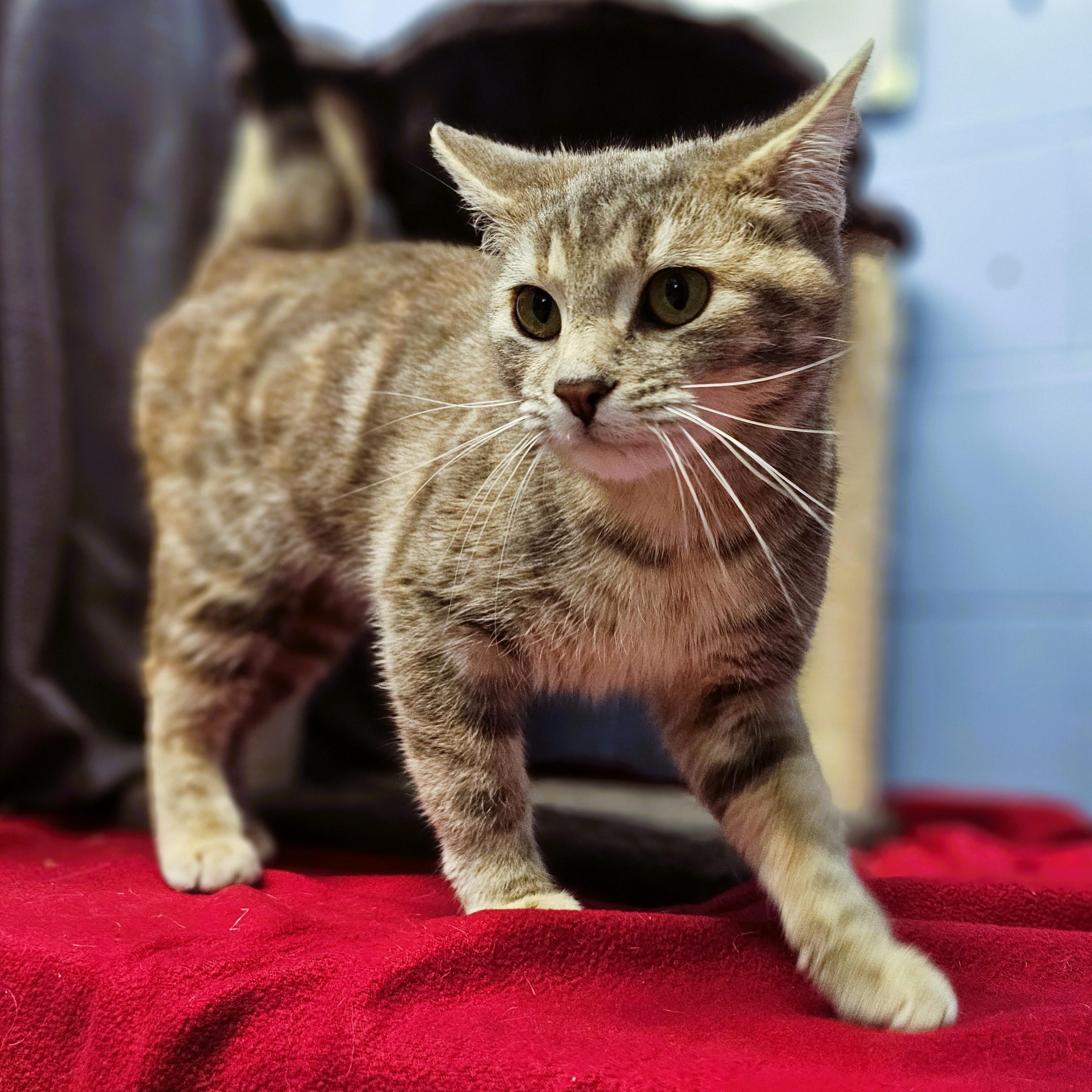 Enlarge Candy, an adopted Domestic Short Hair in Lowell, AR image 3/5